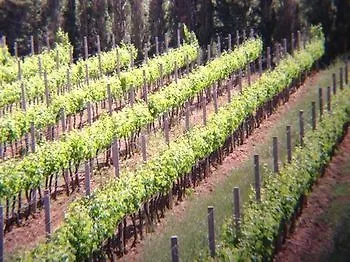 Séjour à la ferme Wine Ledà D'ittiri