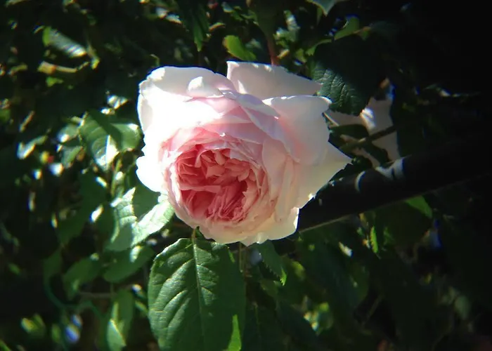 Séjour à la ferme Wine Ledà D'ittiri